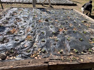 上田ボランティア(9)